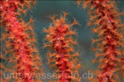 Tiefrote Fächerkoralle (Leptogorgia rubberima), (Teneriffa, Kanarische Inseln, Atlantischer Ozean) - Gorgonian Sea Fan (Tenerife, Canary Islands, Atlantic Ocean)