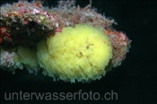 Der Gelbe Gitterkalkschwamm (Clathrina clathrus) kann auch eine weissliche Färbung aufweisen (Teneriffa, Kanarische Inseln, Atlantischer Ozean) - Yellow Network Sponge (Tenerife, Canary Islands, Atlantic Ocean)