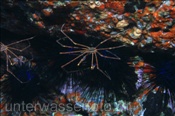 Ostatlantik-Pfeilkrabbe (Stenorhynchus lanceolatus), (Teneriffa, Kanarische Inseln, Atlantischer Ozean) - Arrow crab (Tenerife, Canary Islands, Atlantic Ocean)