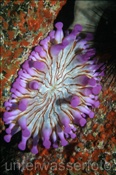 Keulenanemone (Telmatactis cricoides), (Teneriffa, Kanarische Inseln, Atlantischer Ozean) - Sea Anemone (Tenerife, Canary Islands, Atlantic Ocean)