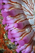 Keulenanemone (Telmatactis cricoides), (Teneriffa, Kanarische Inseln, Atlantischer Ozean) - Sea Anemone (Tenerife, Canary Islands, Atlantic Ocean)