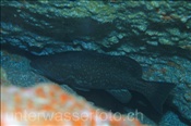 Makronesen-Zackenbarsch (Mycteroperca fusca) versteckt sich in Felsspalte (Teneriffa, Kanarische Inseln, Atlantischer Ozean) - Island Grouper (Tenerife, Canary Islands, Atlantic Ocean)