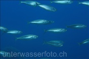 Madeira-Sardine (Sardinella maderensis), (Teneriffa, Kanarische Inseln, Atlantischer Ozean) - Madeiran Sardinella (Tenerife, Canary Islands, Atlantic Ocean)