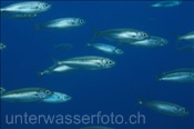 Madeira-Sardine (Sardinella maderensis), (Teneriffa, Kanarische Inseln, Atlantischer Ozean) - Madeiran Sardinella (Tenerife, Canary Islands, Atlantic Ocean)