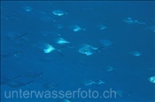 Ostatlantische-Gabelmakrelen (Trachinotus ovatus) schwimmen gerne im Flachwasserbereich (Teneriffa, Kanarische Inseln, Atlantischer Ozean) - Pompano (Tenerife, Canary Islands, Atlantic Ocean)