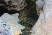 Rotlippen-Schleimfisch (Ophioblennius atlanticus), (Teneriffa, Kanarische Inseln, Atlantischer Ozean) - Redlip Blenny (Tenerife, Canary Islands, Atlantic Ocean)