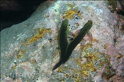 Rotlippen-Schleimfische (Ophioblennius atlanticus) beim Balzen (Teneriffa, Kanarische Inseln, Atlantischer Ozean) - Redlip Blenny (Tenerife, Canary Islands, Atlantic Ocean)