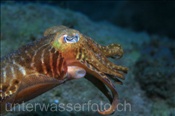 Gewöhnliche Sepie (Sepia officinalis), (Teneriffa, Kanarische Inseln, Atlantischer Ozean) -  Common Cuttlefish (Tenerife, Canary Islands, Atlantic Ocean)