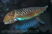 Gewöhnliche Sepie (Sepia officinalis), (Teneriffa, Kanarische Inseln, Atlantischer Ozean) -  Common Cuttlefish (Tenerife, Canary Islands, Atlantic Ocean)