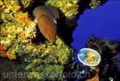 Taucherin mit Riesenmuräne (Gymnothorax javanicus) im indischen Ozean (Malediven)