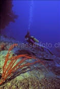 Taucherin mit Schwarzpunkt-Stechrochen (Taeniura meyeni) im indischen Ozean (Malediven)